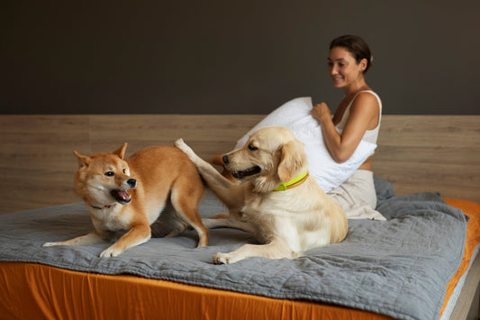 Pet Bed & Clothing: Comfort, Style & Cozy Essentials for Every Dog