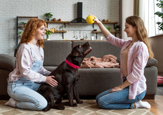 Pet Necessities: Everyday Essentials for a Happy, Healthy Dog