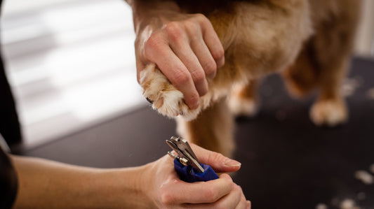 Healthy Paws, Happy Strides: The Ultimate Guide to Dog Nail Care